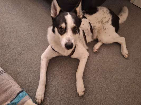 Herdenschutzhunde-Beitrag-Bild