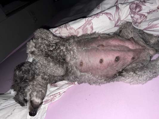 Dogorama Photo Challenge - Zeigt her eure Bäuche-Beitrag-Bild