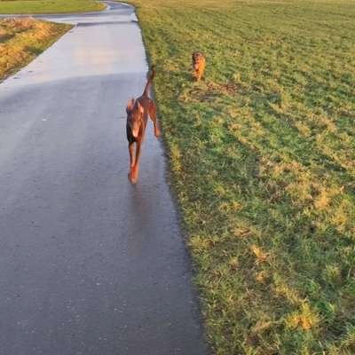 Hundetreffen-Hunde zusammen laufen lassen In der Rehhardt-Bild