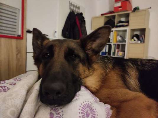 Deutsche Schäferhunde, Belgische Schäferhunde.-Beitrag-Bild