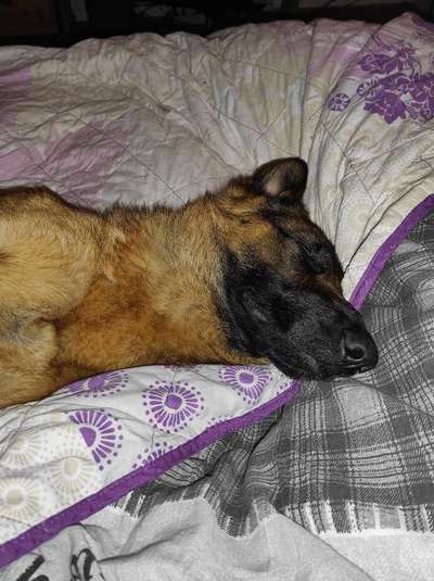 Deutsche Schäferhunde, Belgische Schäferhunde.-Beitrag-Bild