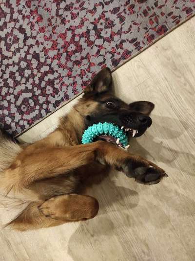 Deutsche Schäferhunde, Belgische Schäferhunde.-Beitrag-Bild