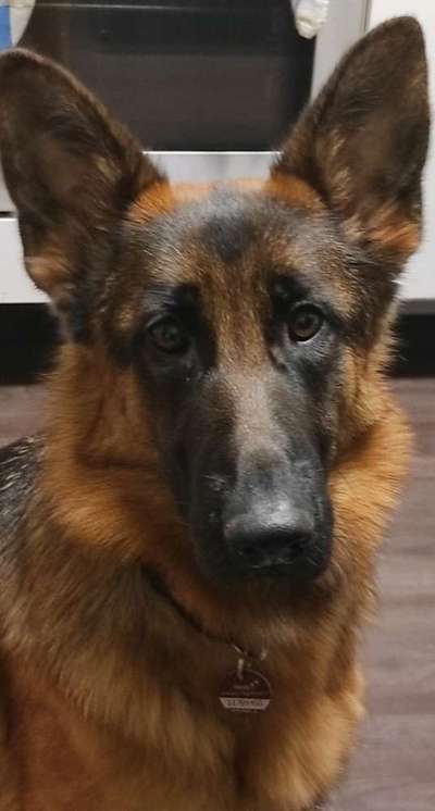 Deutsche Schäferhunde, Belgische Schäferhunde.-Beitrag-Bild