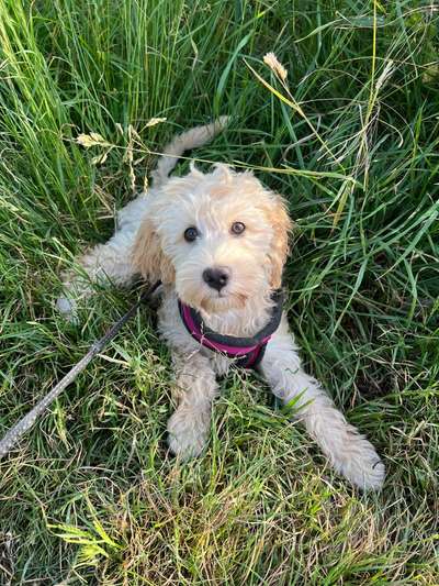 Hundetreffen-Gassi Treffen-Bild