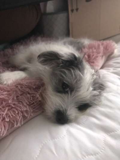 Welpen Bilder !-Beitrag-Bild