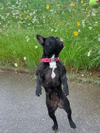 Die Dogorama Monats Challenge "Es grünt und blüht"-Beitrag-Bild