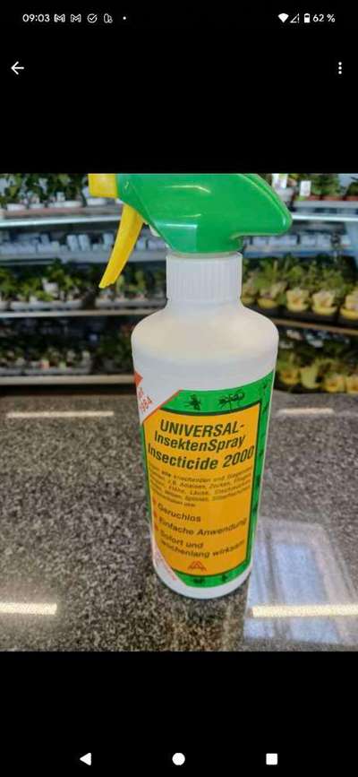 Hirschlausfliegen-Beitrag-Bild