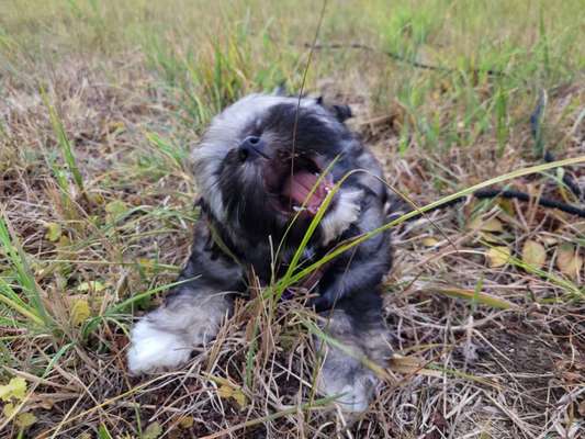 Dogorama Photo Challenge - Spielgesicht-Beitrag-Bild