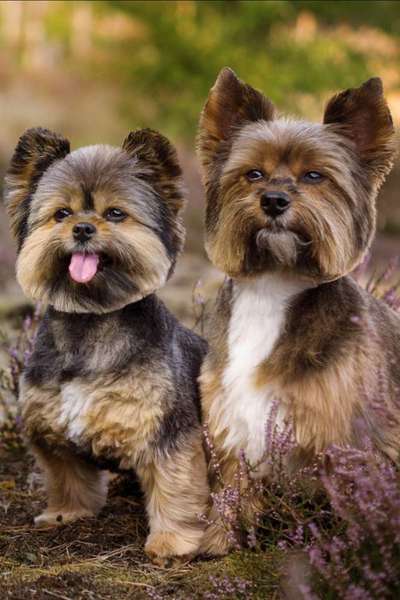 Spitz--Zwergspitz--kleinspitz---mittelspitz----Großspitz--Wolfsspitz-Beitrag-Bild