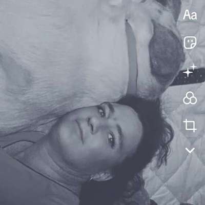 Hundetreffen-Gemeinsames laufen, spielen-Bild