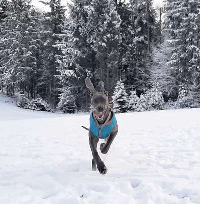 Dogorama Photo Challenge - Es wird nochmal kalt!-Beitrag-Bild