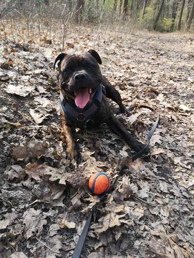 Hundetreffen-Spielfreude gesucht!-Bild