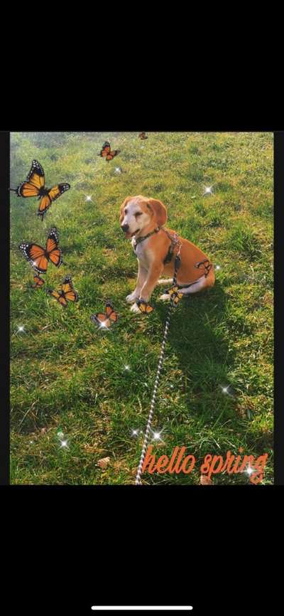 Challenge 23 : "  Euer Hund beim Frühlingserwachen "-Beitrag-Bild