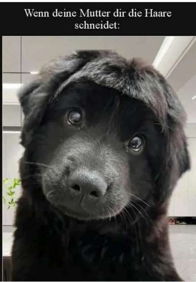 Hunde Memes-Beitrag-Bild