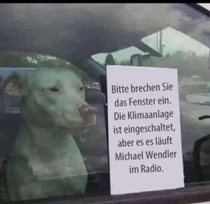Hunde Memes-Beitrag-Bild