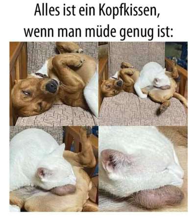 Hunde Memes-Beitrag-Bild