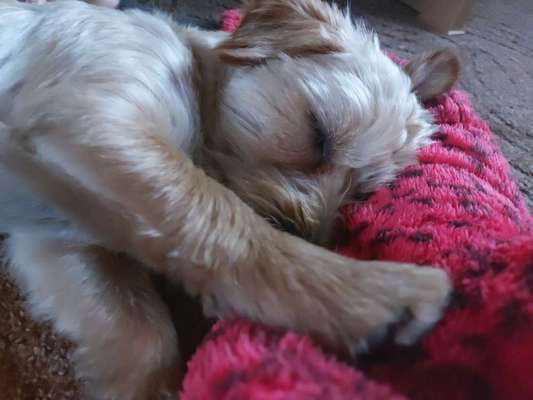 Wie kamst du zu deinem Hund?-Beitrag-Bild