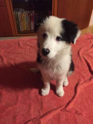 Hundetreffen-Welpentreffen-Bild