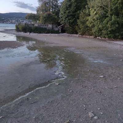Giftköder-Verdacht auf Blaualgen-Bild