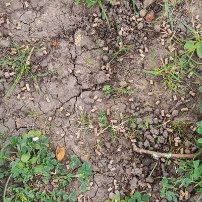 Giftköder-Granulat unbekater Art-Bild