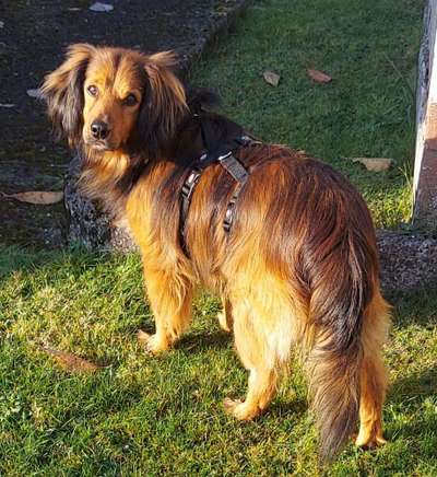 Insulinom / Bauchspeicheldrüsenkrebs beim Hund - Hat jemand Erfahrungen?-Beitrag-Bild