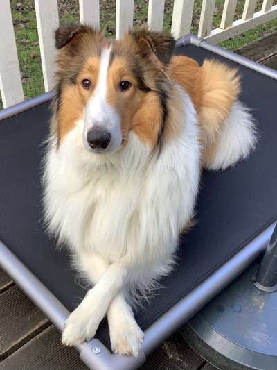 Langhaar Collies-Beitrag-Bild