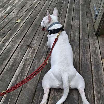 Hundetreffen-Treffen mit Spiel und Spaß-Bild