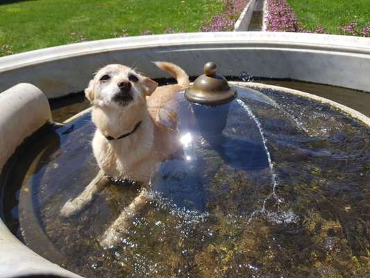 Dogorama-Monats-Challenge-Mai "Wasser"-Beitrag-Bild