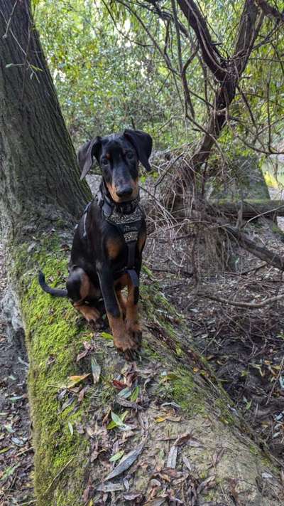 Hundetreffen-Hundetreff am Moorenbrunner Feld-Bild