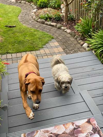 Lhasa Apso-Beitrag-Bild