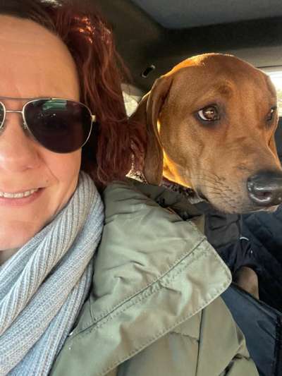 Rhodesian Ridgeback-Beitrag-Bild