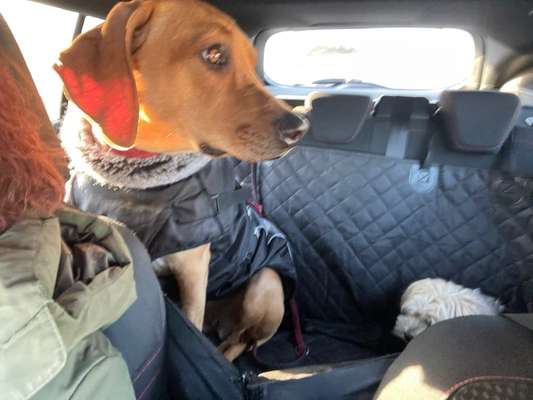 Rhodesian Ridgeback-Beitrag-Bild