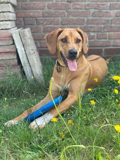 Rhodesian Ridgeback-Beitrag-Bild