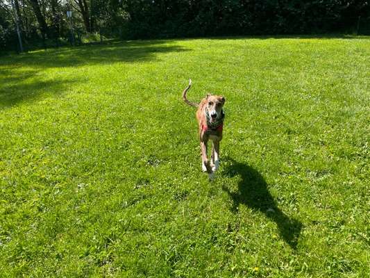 Windhunde - Treffen der besonderen Schönheiten
HERZLICH WILLKOMMEN-Beitrag-Bild