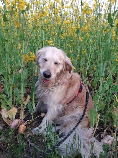 Die Dogorama Monats Challenge "Es grünt und blüht"-Beitrag-Bild