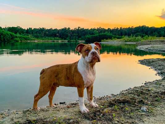 Dein Hund im Dogorama-Kalender 2021-Beitrag-Bild