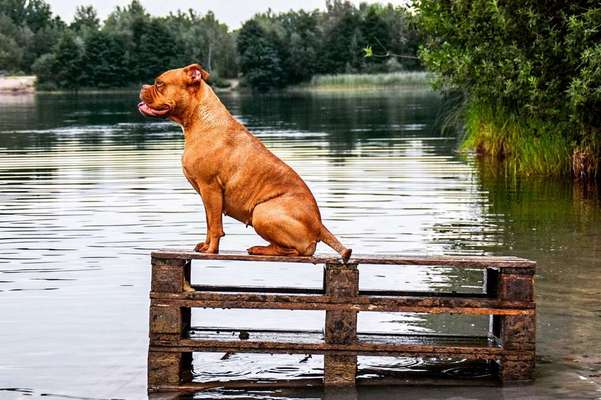 Dein Hund im Dogorama-Kalender 2021-Beitrag-Bild