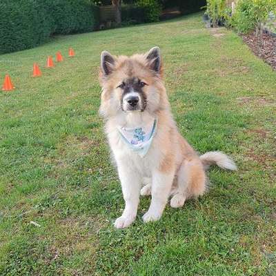 Hundetreffen-Schöne Spaziergänge evtl mit anschließendem Freispiel-Bild