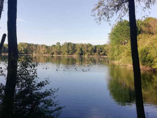 Hundeauslaufgebiet-Naturschutzgebiet-Bild