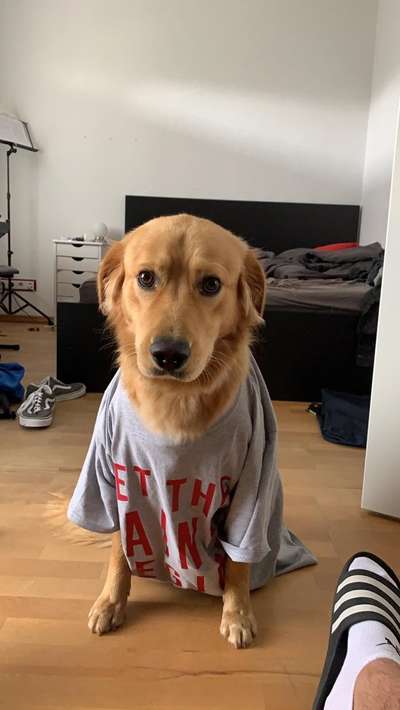 Die Dogorama Wochen Challenge-Beitrag-Bild