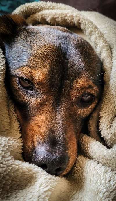 TierschutzhundeStammtisch🐕-Beitrag-Bild