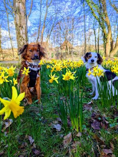 Hundetreffen-Gemeinsame Spaziergänge, Spielpartner oder gemeinsame Trainingseinheiten-Bild