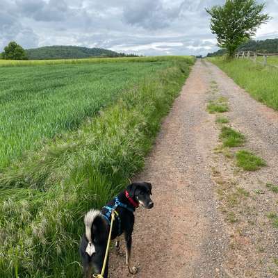 Hundetreffen-Hunderunde in Edermünde-Bild