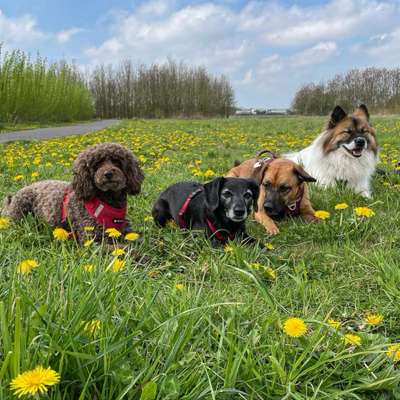 %{de_profession_title}-Gassi-Service Köln-Bild