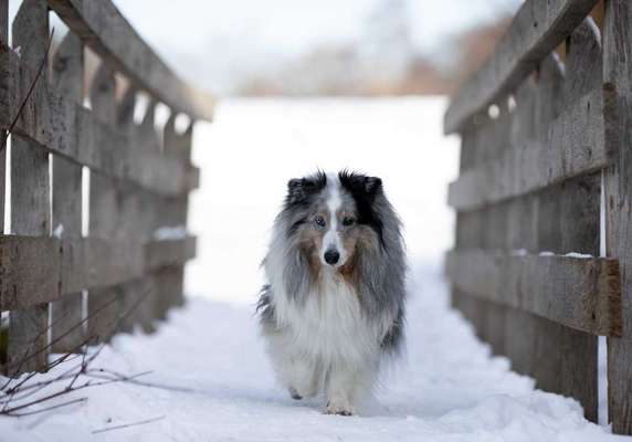 Zeigt mal die schönsten Bilder von euren Hunden !-Beitrag-Bild