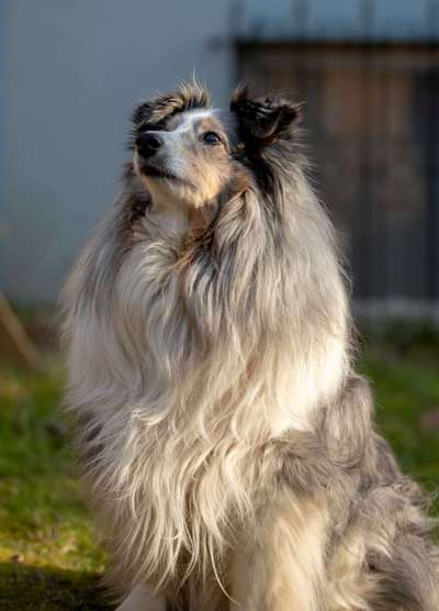 Wie heißt dein Hund?-Beitrag-Bild