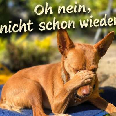 Darmtumor Vitalpilze-Beitrag-Bild