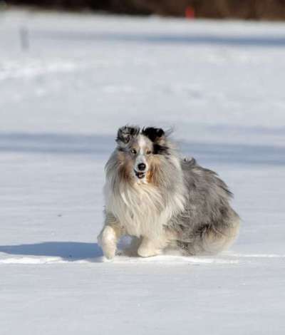 Zeigt mal die schönsten Bilder von euren Hunden !-Beitrag-Bild