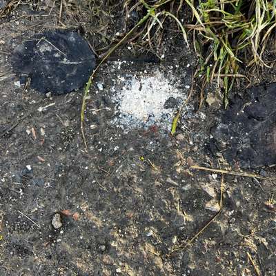 Giftköder-Weißes Pulver-Bild