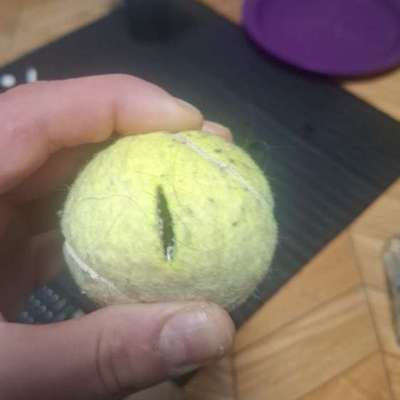 Giftköder-Tennisball mit Rasierklinge-Bild